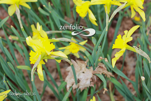 Daffodils