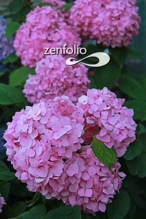 Hydrangea